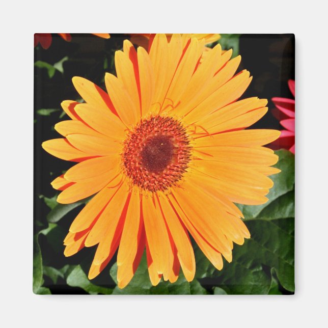 orange gerbera magnet (Front)