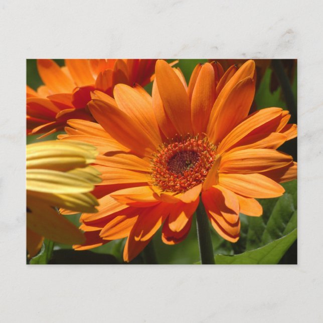 Orange Gerbera Postcard (Front)