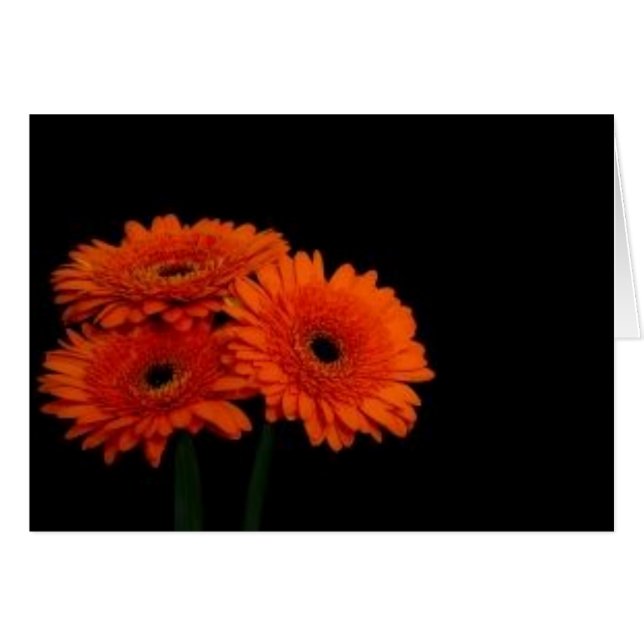 orange gerberas2 (Front Horizontal)