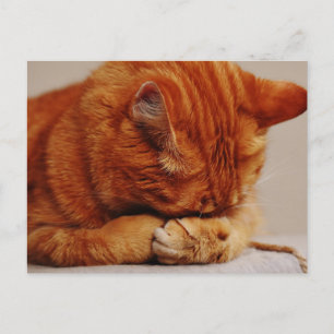 Orange Ginger Tabby Shorthair Cat Postcard