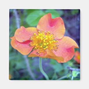Orange Glow 3 Magnet