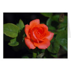 Orange Grandiflora Rose Card