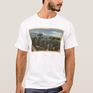 Orange Grove Scene with Snow Capped Mts T-Shirt