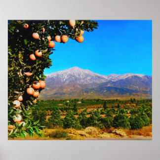 Orange Groves Snow Capped Mount Baldy Early 1900s Poster