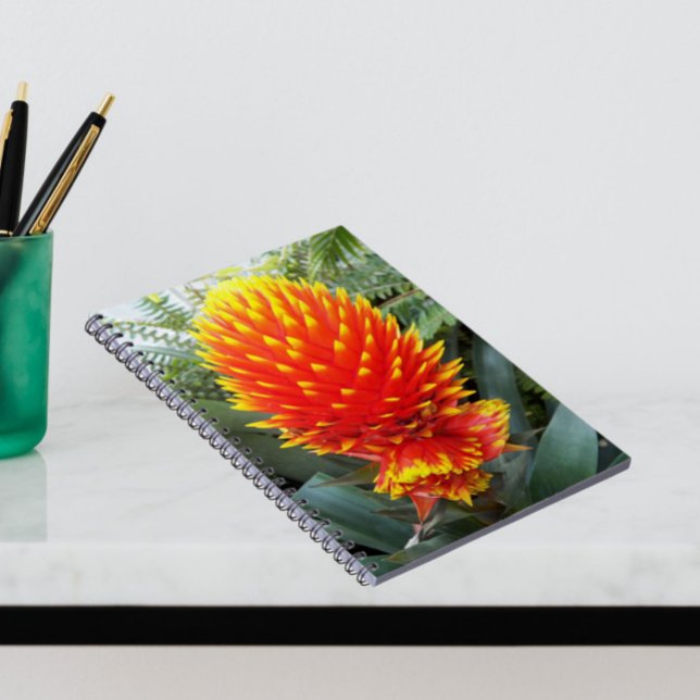 Orange Guzmania Conifera Tropical Floral Notebook (In Situ)