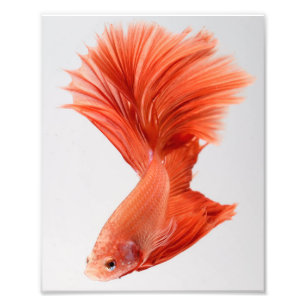Orange Halfmoon Betta Fish Photo Print