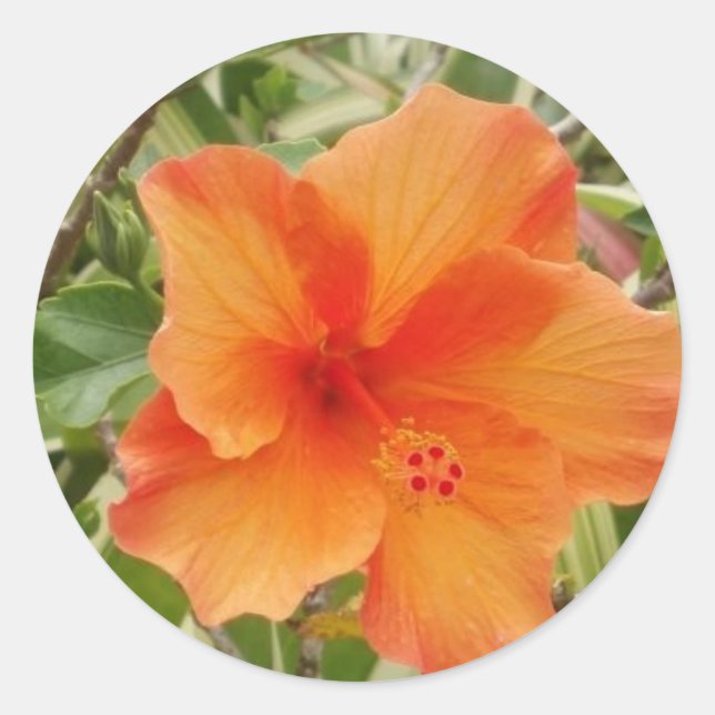 orange hawaii hibiscus plant classic round sticker (Front)