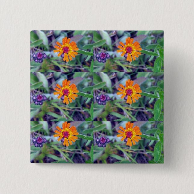 Orange Hawkweed 1 Button (Front)