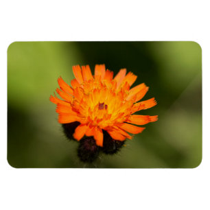 Orange Hawkweed Magnet