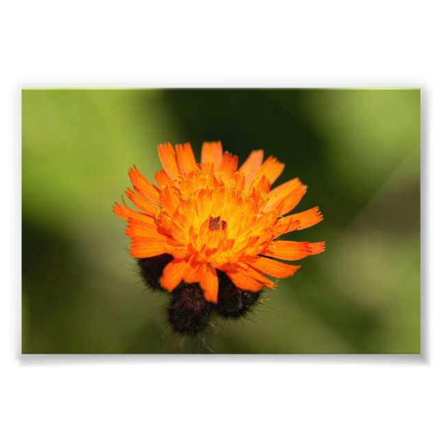 Orange Hawkweed Photo Print (Front)