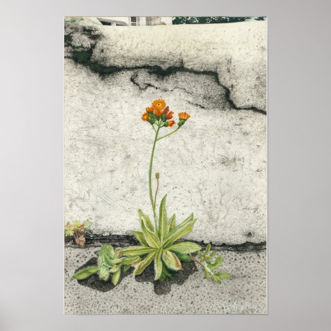 Orange Hawkweed Poster (Front)