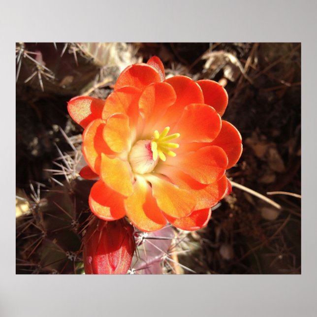 Orange Hedgehog Cactus Flower poster (Front)