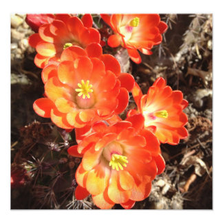 Orange Hedgehog Cactus Flowers photo print