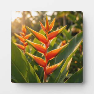 Orange Heliconia Tropical Flower Golden Hour  Plaque