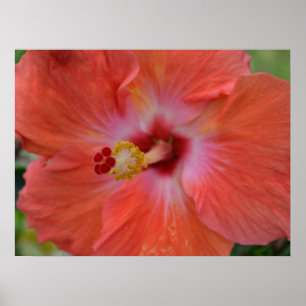 Orange Hibiscus Canvas Print