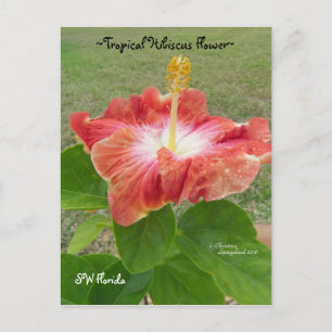 Orange Hibiscus Flower Florida Spiegeland Postcard