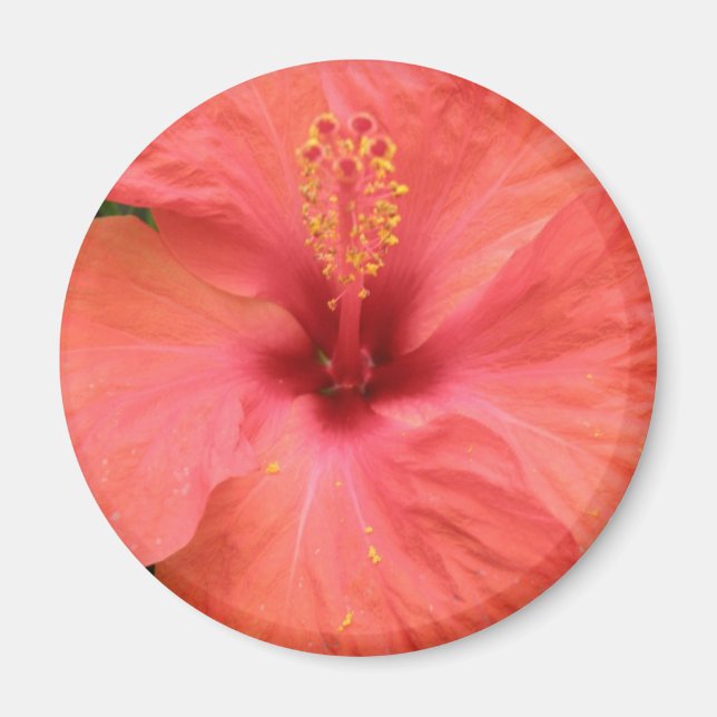 Orange Hibiscus Flower Macro Magnet (Front)