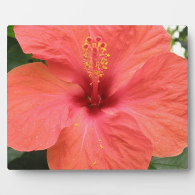 Orange Hibiscus Flower Macro Plaque (Front)