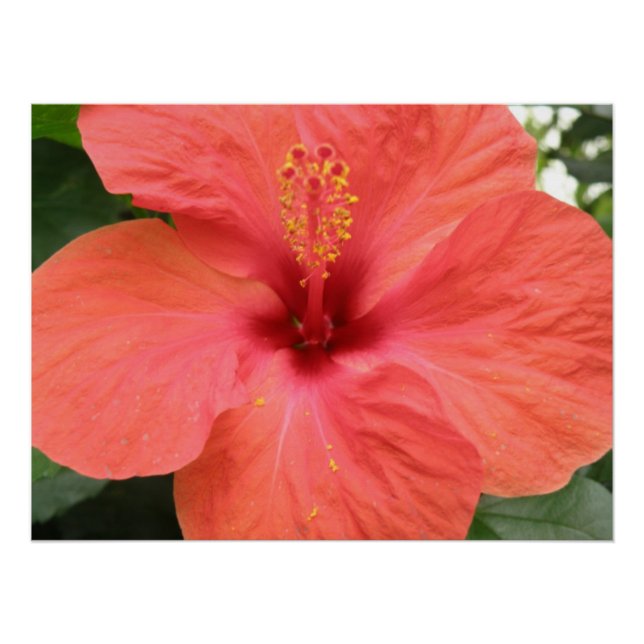 Orange Hibiscus Flower Macro Poster (Front)