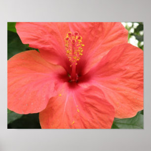 Orange Hibiscus Flower Macro Print