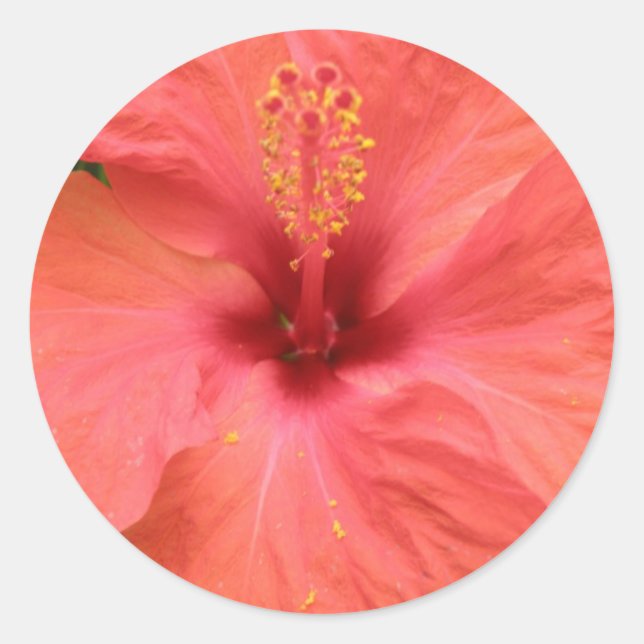 Orange Hibiscus Flower Macro Sticker (Front)