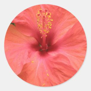 Orange Hibiscus Flower Macro Sticker