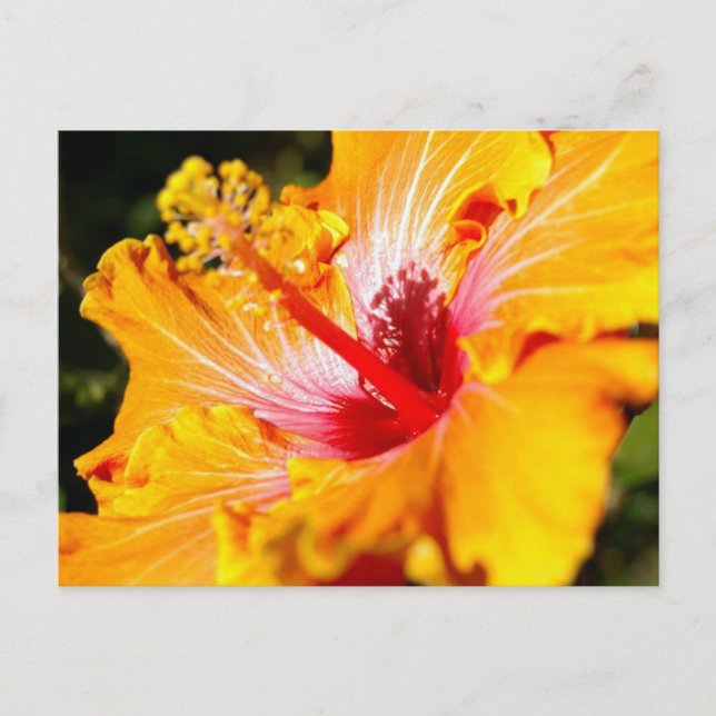 Orange Hibiscus Flower Side View Postcard (Front)