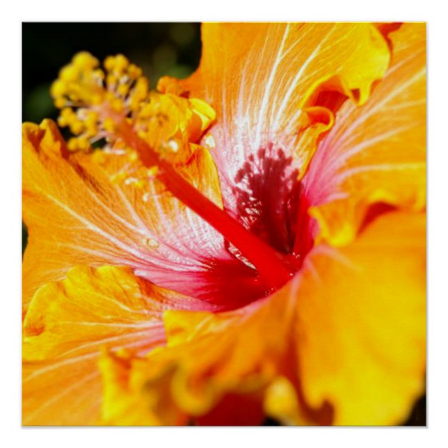 Orange Hibiscus Flower Side View Poster (Front)