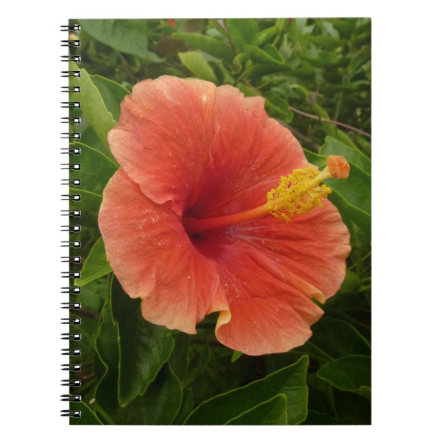 Orange Hibiscus Flower Tropical Floral Notebook (Front)