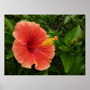 Orange Hibiscus Flower Tropical Floral Poster