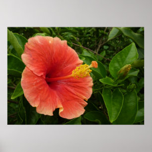 Orange Hibiscus Flower Tropical Floral Poster
