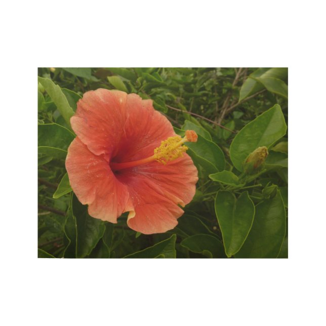 Orange Hibiscus Flower Tropical Floral Wood Poster (Front)