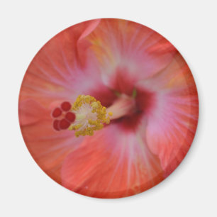 Orange Hibiscus Magnet