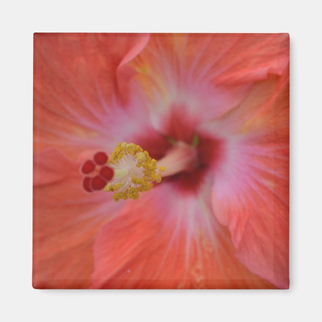 Orange Hibiscus Magnet (Front)