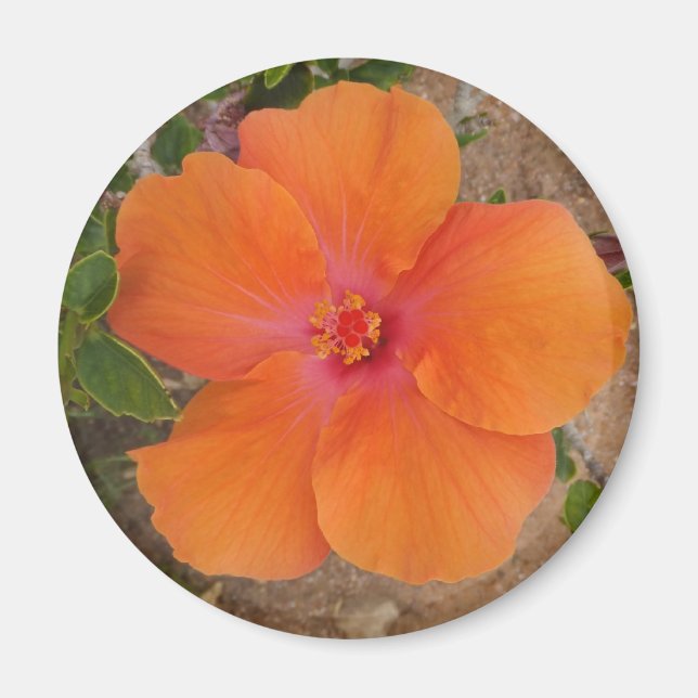 Orange Hibiscus magnet (Front)