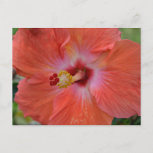 Orange Hibiscus Postcard