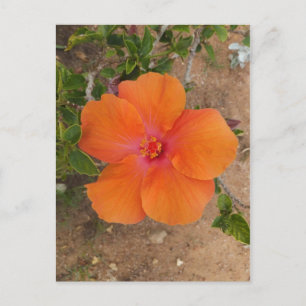 Orange Hibiscus postcard, customise Postcard