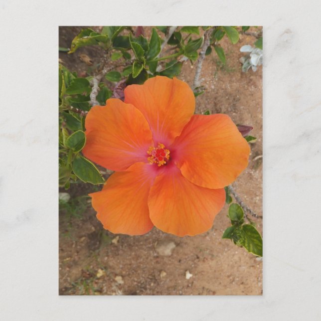 Orange Hibiscus postcard, customise Postcard (Front)