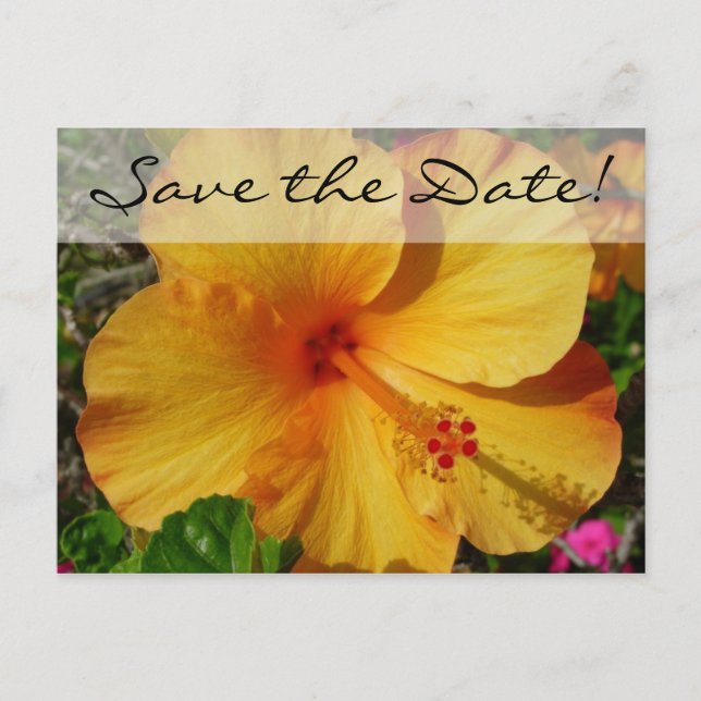 Orange Hibiscus * Save the Date Announcement Postcard (Front)