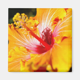 Orange Hibiscus Side View Magnet