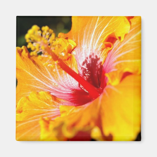 Orange Hibiscus Side View Magnet (Front)