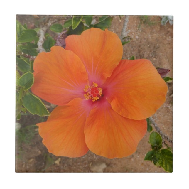 Orange Hibiscus tile (Front)