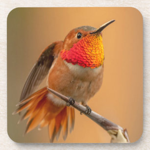 Orange Hummingbird & Ruffled Feathers Coaster