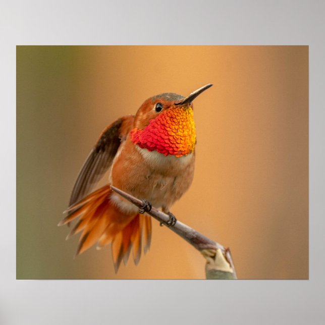 Orange Hummingbird & Ruffled Feathers Poster (Front)