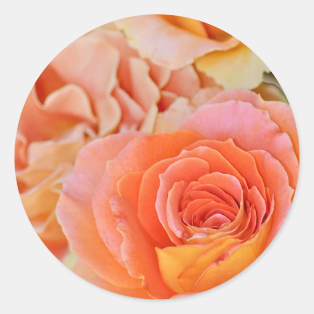 Orange hybrid tea rose classic round sticker (Front)