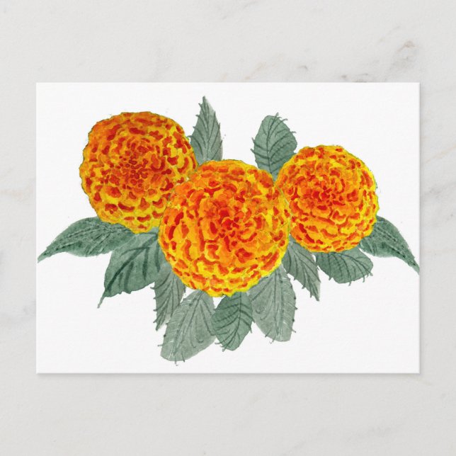 Orange Hydrangea Flowers Postcard (Front)