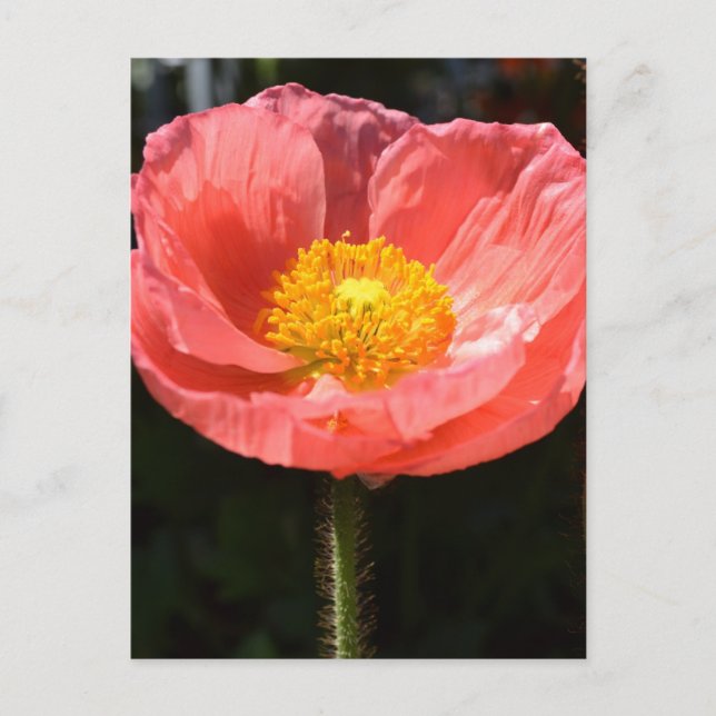 Orange Iceland Poppy II Postcard (Front)