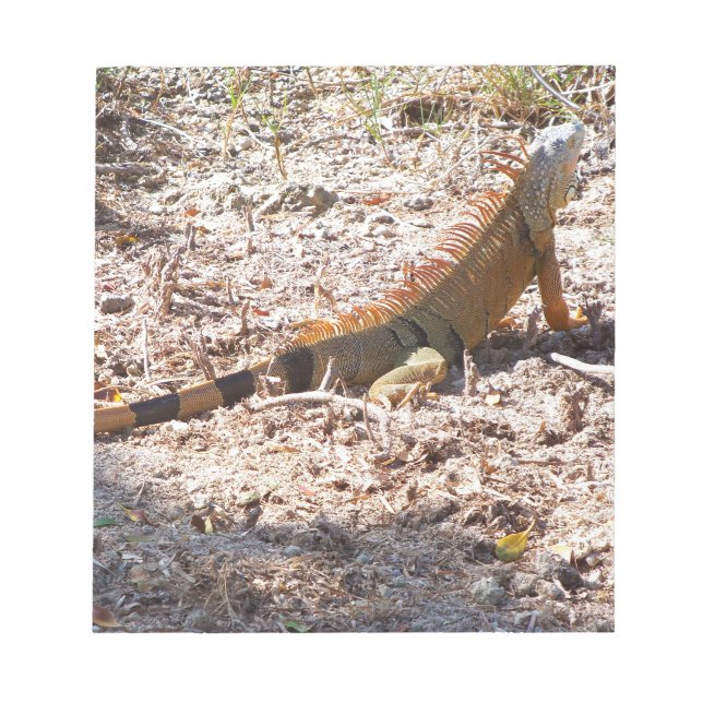 Orange Iguana hunts Notepad (Front)