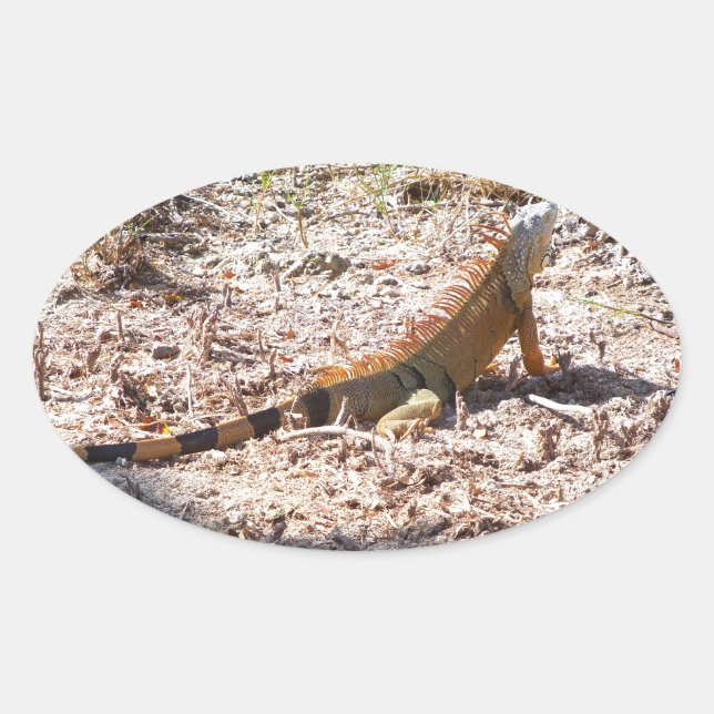 Orange Iguana hunts Oval Sticker (Front)