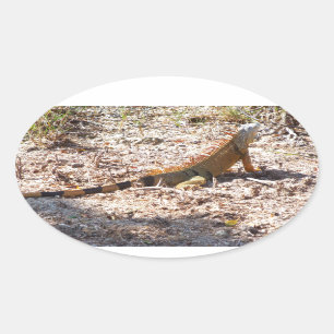Orange Iguana hunts Oval Sticker